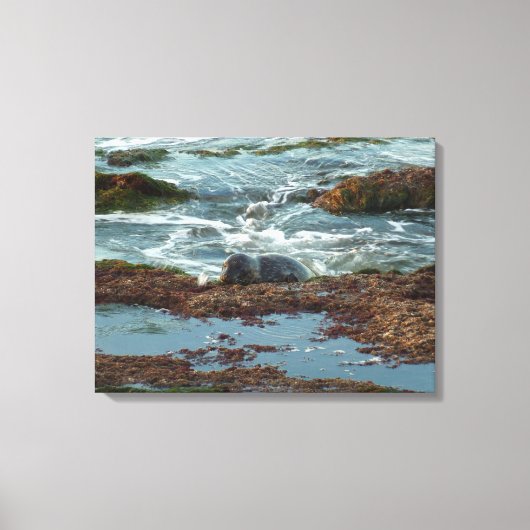 Zonsondergang verlichte zeehond I bij San Diego Canvas Afdruk (Voorkant)