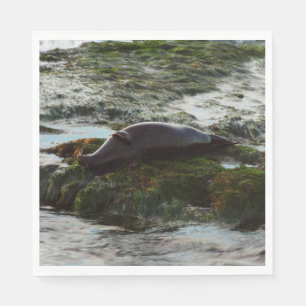 Zonsondergang verlichte zeehond II in San Diego Servet