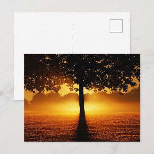 Zonsopgang, boomsilhouet, briefkaart (Voorkant / Achterkant)