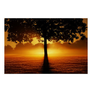 Zonsopgang, boomsilhouet, perfect poster