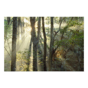 Zonsopgang door eiken- en hickorybossen, foto afdruk