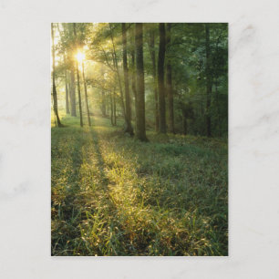 Zonsopgang door eiken- en hickorybossen, Mammoth Briefkaart