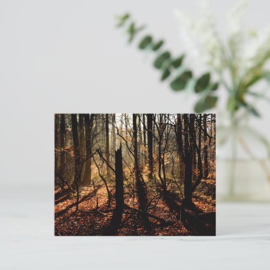 Zonsopgang in het de de de winterbos, bomen en briefkaart (Staand voorkant)