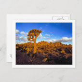 " Zonsopgang op de levende woestijn " Briefkaart (Voorkant / Achterkant)