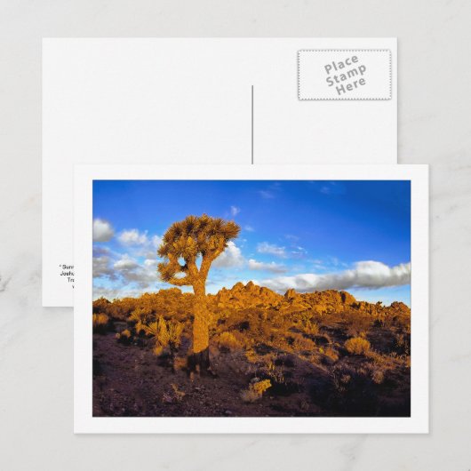 " Zonsopgang op de levende woestijn " Briefkaart (Voorkant / Achterkant)