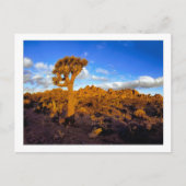 " Zonsopgang op de levende woestijn " Briefkaart (Voorkant)