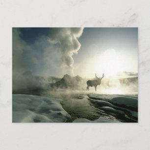 Zonsopgang Silhouet van Eland bij Castle Geyser Briefkaart