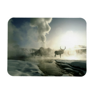 Zonsopgang Silhouet van Eland bij Castle Geyser Magneet