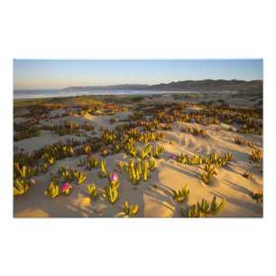 Zonsopgang verlicht de zandduinen en zeevijg bij foto afdruk