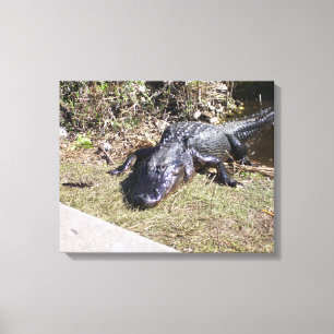Zonverwarmde alligator op moerasland in Florida Canvas Afdruk