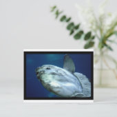 Zonvis Mola 001 Briefkaart (Staand voorkant)