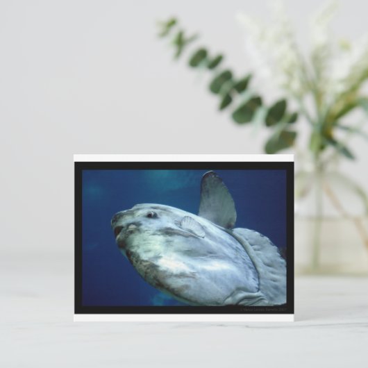 Zonvis Mola 001 Briefkaart (Staand voorkant)