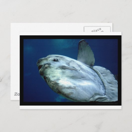 Zonvis Mola 001 Briefkaart (Voorkant / Achterkant)