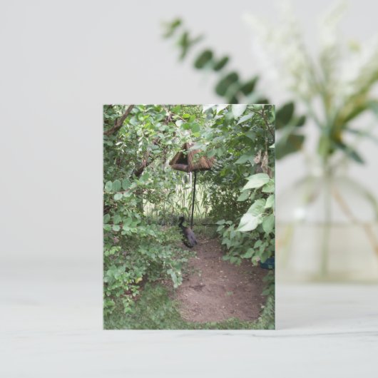 Zoo Bird house Briefkaart (Staand voorkant)