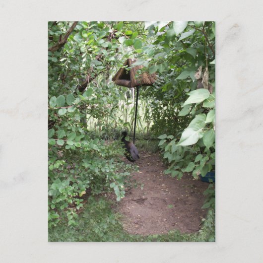 Zoo Bird house Briefkaart (Voorkant)