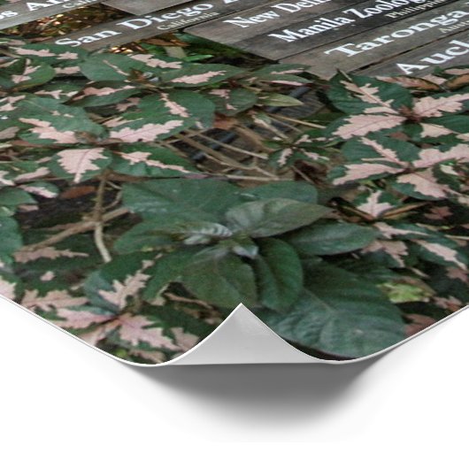 ZOO EIND AARDE - HONOLULU POSTER (Hoek)