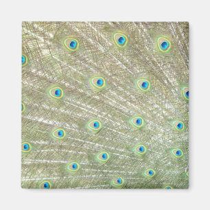 Zoo Johannesburg, provincie Gauteng, Zuid-Afrika Magneet