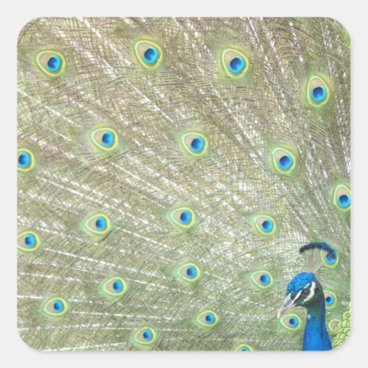 Zoo Johannesburg, provincie Gauteng, Zuid-Afrika Vierkante Sticker (Voorkant)