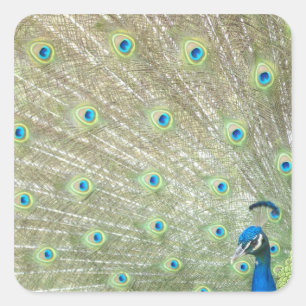 Zoo Johannesburg, provincie Gauteng, Zuid-Afrika Vierkante Sticker