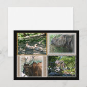 Zoo Life Briefkaart (Voorkant / Achterkant)