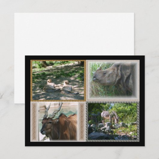 Zoo Life Briefkaart (Voorkant / Achterkant)