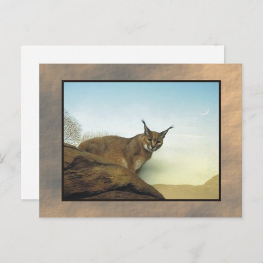zoo lynx 2 briefkaart (Voorkant / Achterkant)