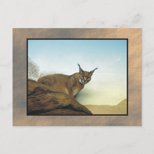 zoo lynx 2 briefkaart (Voorkant)