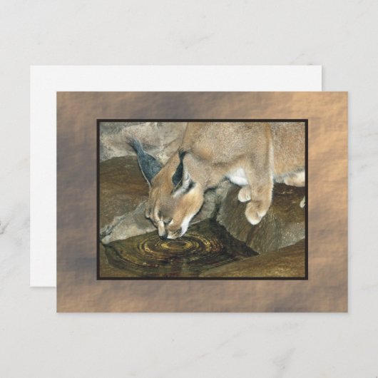 zoo lynx briefkaart (Voorkant / Achterkant)