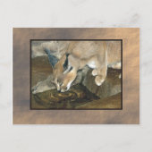 zoo lynx briefkaart (Voorkant)