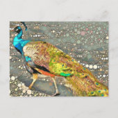 Zoo Peacock Briefkaart (Voorkant)