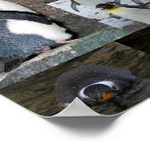 Zoo Penguins Collage Photo Poster (Hoek)