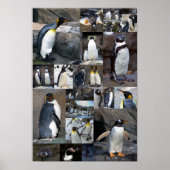 Zoo Penguins Collage Photo Poster (Voorkant)