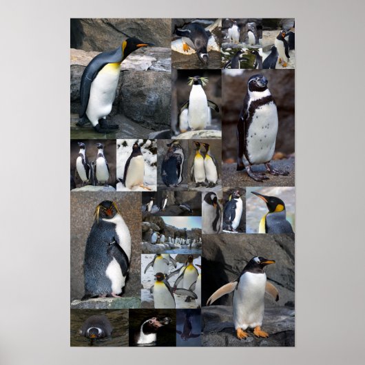 Zoo Penguins Collage Photo Poster (Voorkant)