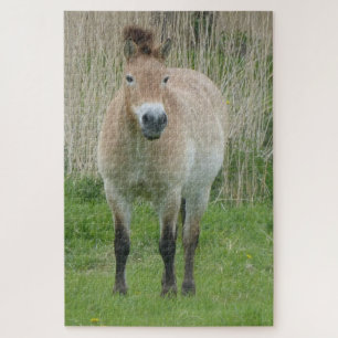 Zoo Puzzle: Cute Przewalski Horse Legpuzzel