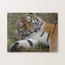 Zoo Puzzle: Mooie tijger Legpuzzel