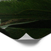 Zoo Rainforest Exhibit Poster (Hoek)