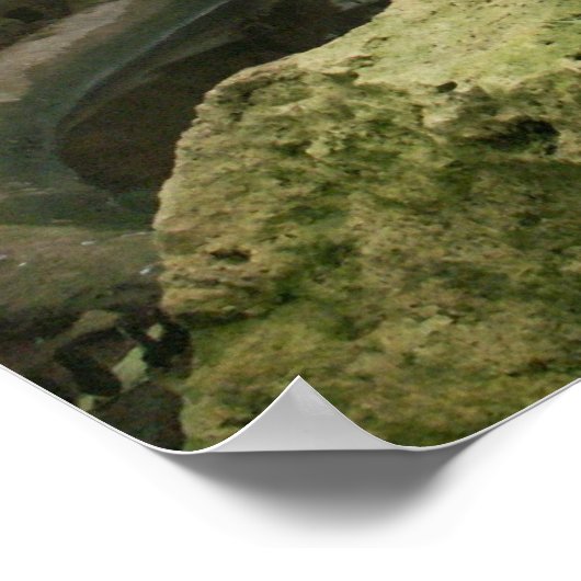 Zoo Rainforest Exhibit Poster (Hoek)