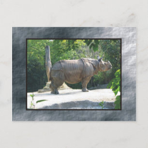 zoo rino briefkaart