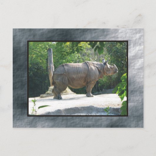 zoo rino briefkaart (Voorkant)