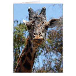 Zoo-serie, hier is een kijkje bij je Giraffe