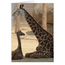 Zoo Series, Baby Giraffe and Mam