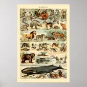  zoogdieren door Adolphe Millot Poster (Voorkant)