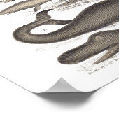  zoogdieren met natuurlijke voorgeschiedenis poster (Hoek)