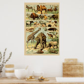  zoogdieren Oude illustratie Poster (Keuken)