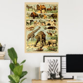  zoogdieren Oude illustratie Poster (Thuiskantoor)