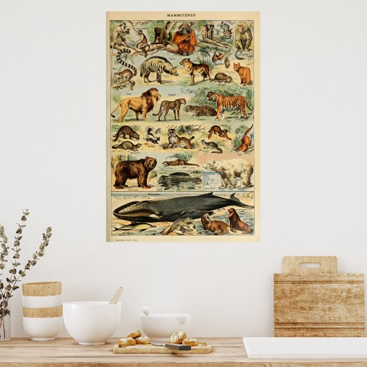 zoogdieren Oude illustratie Poster (Keuken)