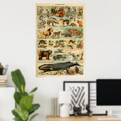  zoogdieren Oude illustratie Poster (Thuiskantoor)
