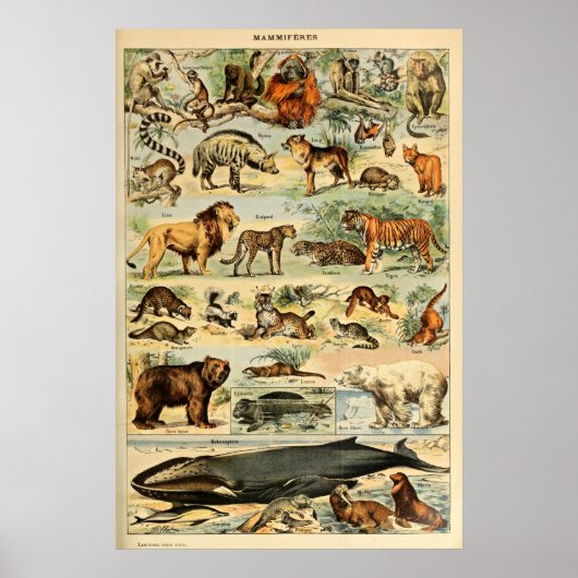  zoogdieren Oude illustratie Poster (Voorkant)