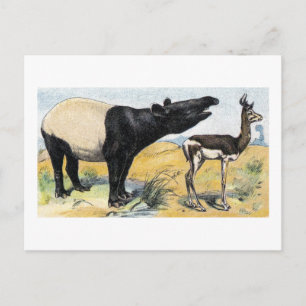 zoogdieren:  tapir en gazelle briefkaart