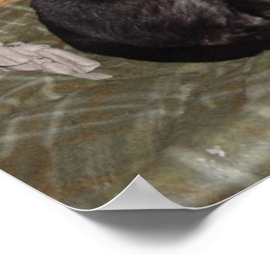 Zooka 2007 poster (Hoek)